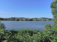Panský-nezamyslický rybník, pohled na jižní břeh