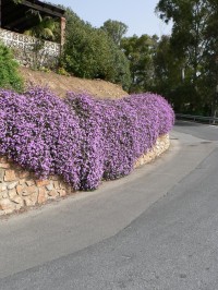 Benalmádena, kvetoucí zeď