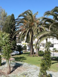 Benalmádena, palmové náměstí