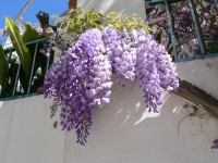 Banalmádena, květy wistarie
