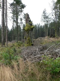 Mrtvý strom na Křemelné