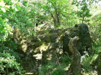 Hrubá skála, torzo stromu pod skalou
