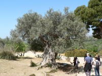 Agrigento, stará oliva