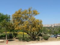 Agrigento, kvetoucí acacie