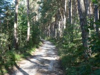 Cesta borovým lesem