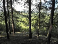 Les na jižním svahu Katovické hory