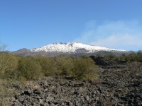 Etna, janovce na lávovém poli