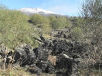 Etna, první keře na lávě