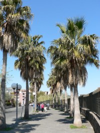 Giardini Naxos, palmové stromořadí
