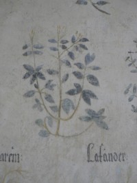 Roštejn, malba na zdi botanického sálu