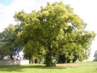 Velešice - památný strom