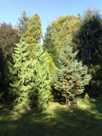 Arboretum Vysoké Chvojno