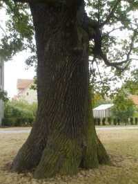 Týniště nad Orlicí - památný dub