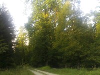 Sítovka, - U Sítovky - Hradecké lesy