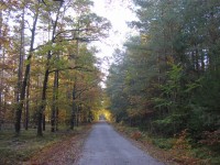 Vysocká cesta - Hradecké lesy
