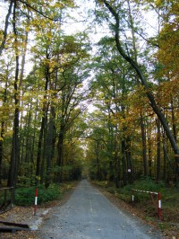 Vysocká cesta - Hradecké lesy