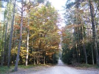 Rozcestí Kapounky - Hradecké lesy