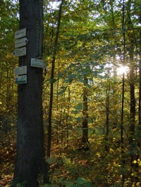 Rozcestí Biřička - Hradecké lesy