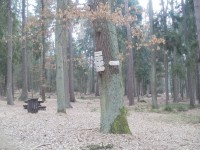 turistické rozcestí Černá stráň - Hradecké lesy