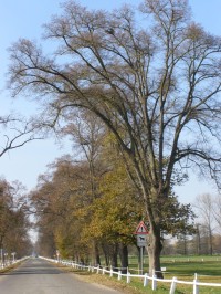 Národní hřebčín Kladruby