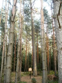 památná borovice - Hradecké lesy