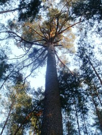 památná borovice - Hradecké lesy