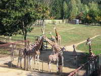 žirafy a zebry