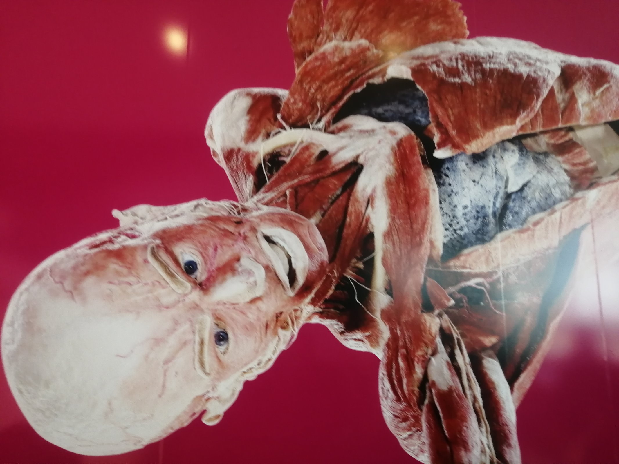 Body Worlds - Westfield Chodov - Praha