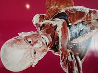 Body Worlds - Westfield Chodov - Praha
