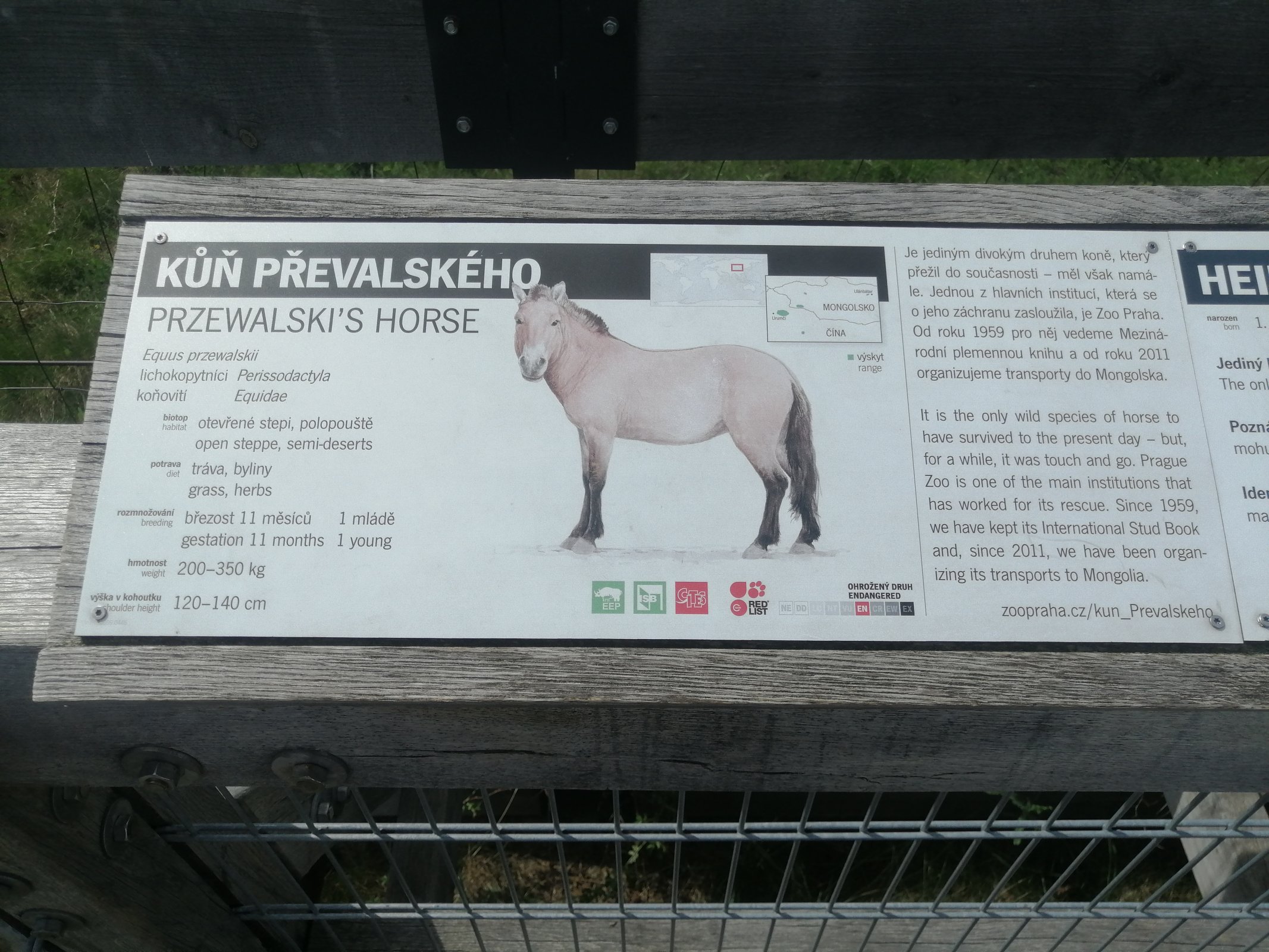 Koně Převalského - Dívčí Hrady - Praha