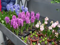 Hyacinty