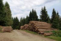 Dřevorubecké zátiší