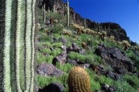 kaktusy Saguaro