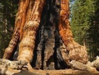 Obří sequoia Grizzly Giant