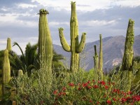 kaktusy Saguaro