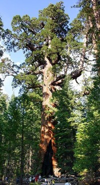 Obří sequoia Grizzly Giant