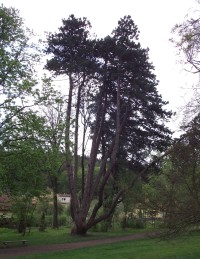 Opatovická borovice (Velké Opatovice)