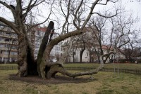 Praha – Nové Město - památný platan na Karlově náměstí aneb erotický strom (+18)