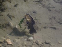 vodní živočich vábící k hrátkám v jezeře Terlago