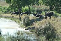 býci v rezervaci Malý Camargue