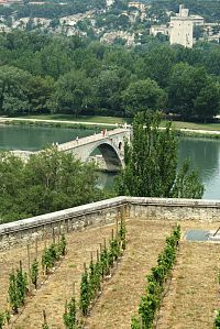 most a papežské vinice
