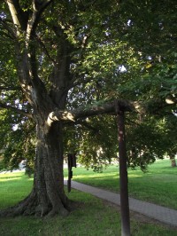 památkově chráněný strom v parku