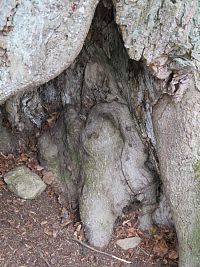 torzo v dutině stromu