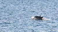 delfíní doprovod na zpáteční cestě