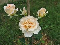 Tetín – česká světová růže