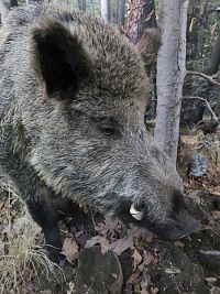 VMO - sekce zoologická