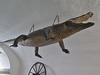 brněnský drak v krokodýlí kůži