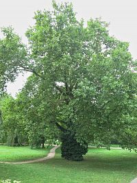 v zahradě vily Tugendhat