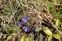 občas to kolem nás kvetlo ...