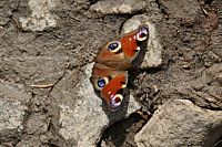 ... občas i létalo